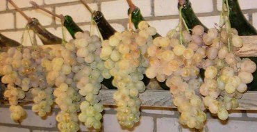 Хранение винограда на зеленых гребнях фото