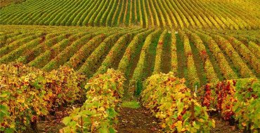Осенняя обработка винограда фото