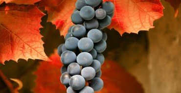 Виноград осенью фото