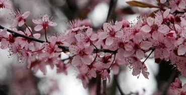 Цветки вишни сорта Подбельская