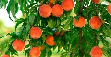 Фото персиков на дереве