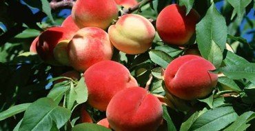 Персики и здоровые листья на дереве