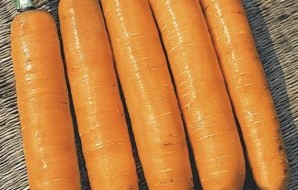Сорт длинной моркови на фото