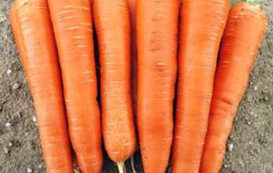 Ранний сорт моркови на фото