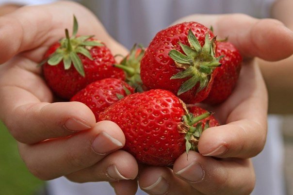 Как должны выглядеть здоровые ягоды
