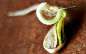 Как прорастает семя тыквы