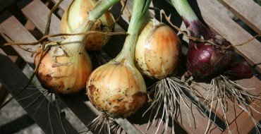 Как правильно выращивать озимый лук