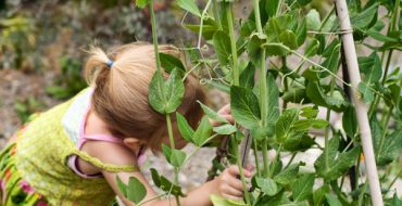 Зеленый горошек с грядки – любимое лакомство детей